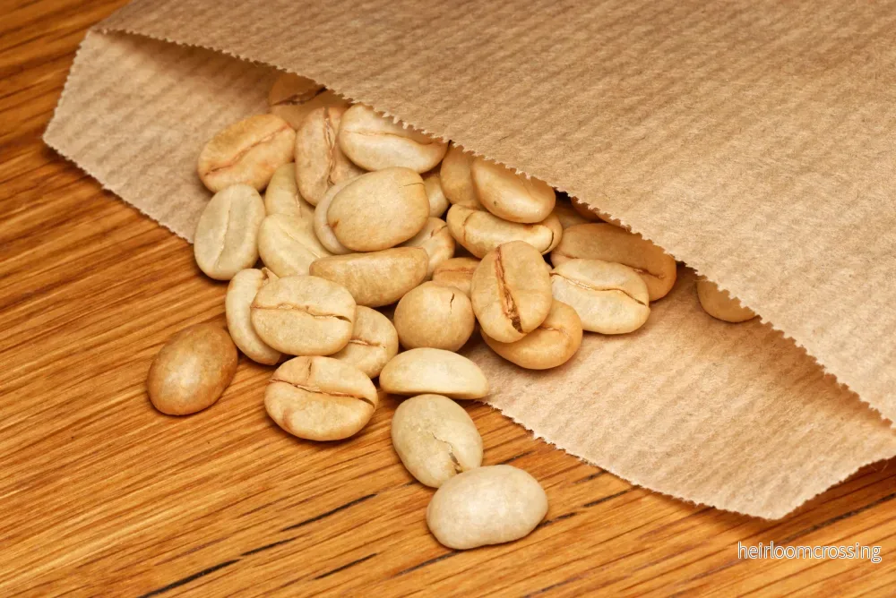 Höglands-kaffeträd (Coffea arabica "Himalaya") | frön, 10 st. - Bild 2