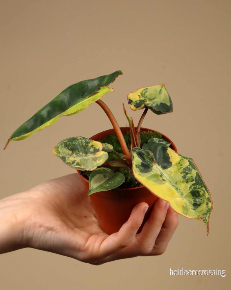 Philodendron billietiae Variegata - Bild 3