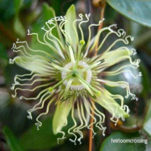 Svart passionsfrukt (Passiflora auriculata) | frön, 10 st.