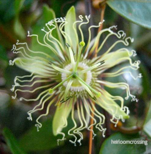 Svart passionsfrukt (Passiflora auriculata) | frön, 10 st.