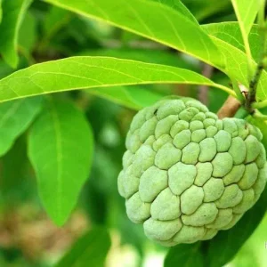 Sockeräpple (Annona squamosa) | frön, 10 st.