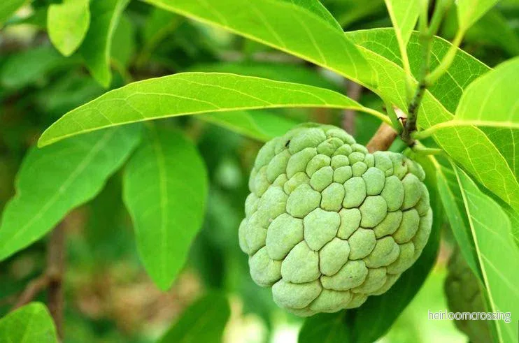 Sockeräpple (Annona squamosa) | frön, 10 st.