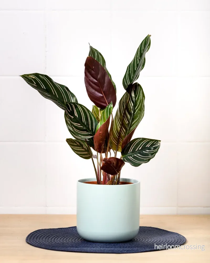 Calathea- och Maranta-jord (5 L) - Bild 2