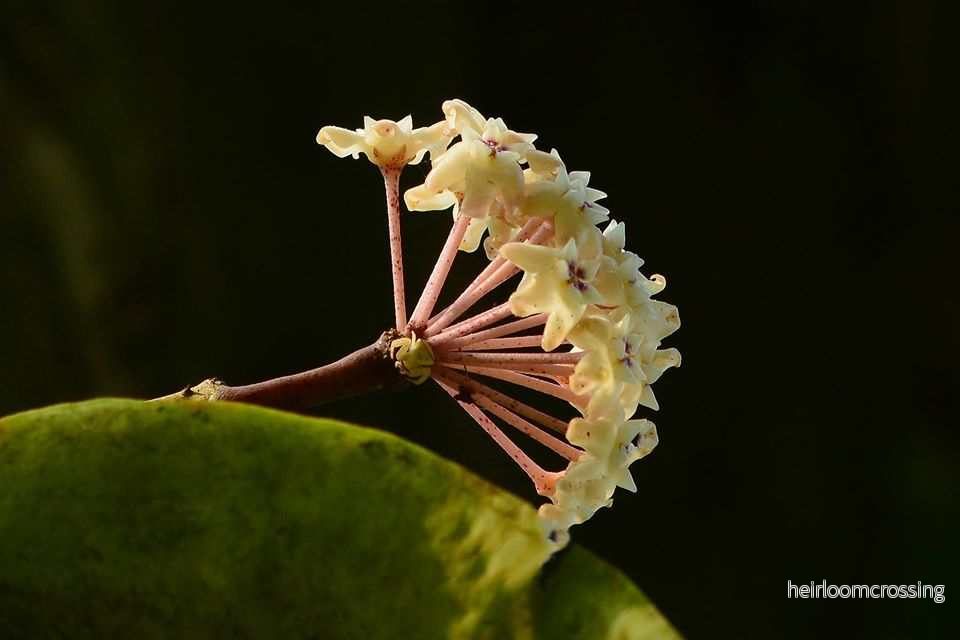 Hoya verticillata var. verticillatay - Bild 2