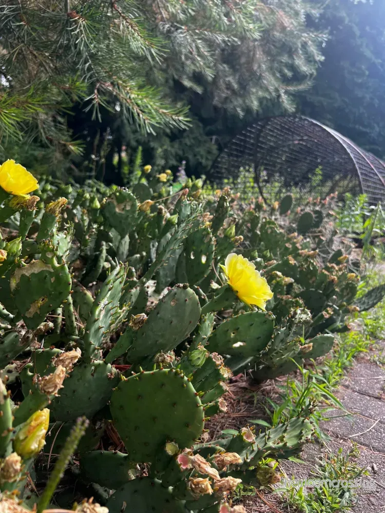 Krypopuntia 'Opuntia humifusa' (Köldtålig fikonkaktus) - Bild 3