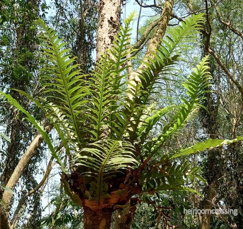 Drynaria coronans (tropisk stensöta)