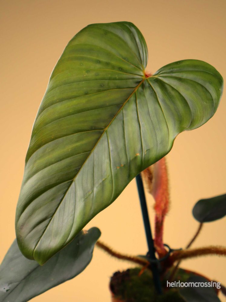 Philodendron serpens - Bild 3