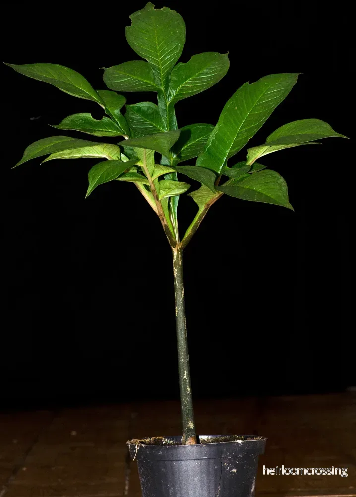 Djävulsplanta (Amorphophallus konjac) - Bild 2