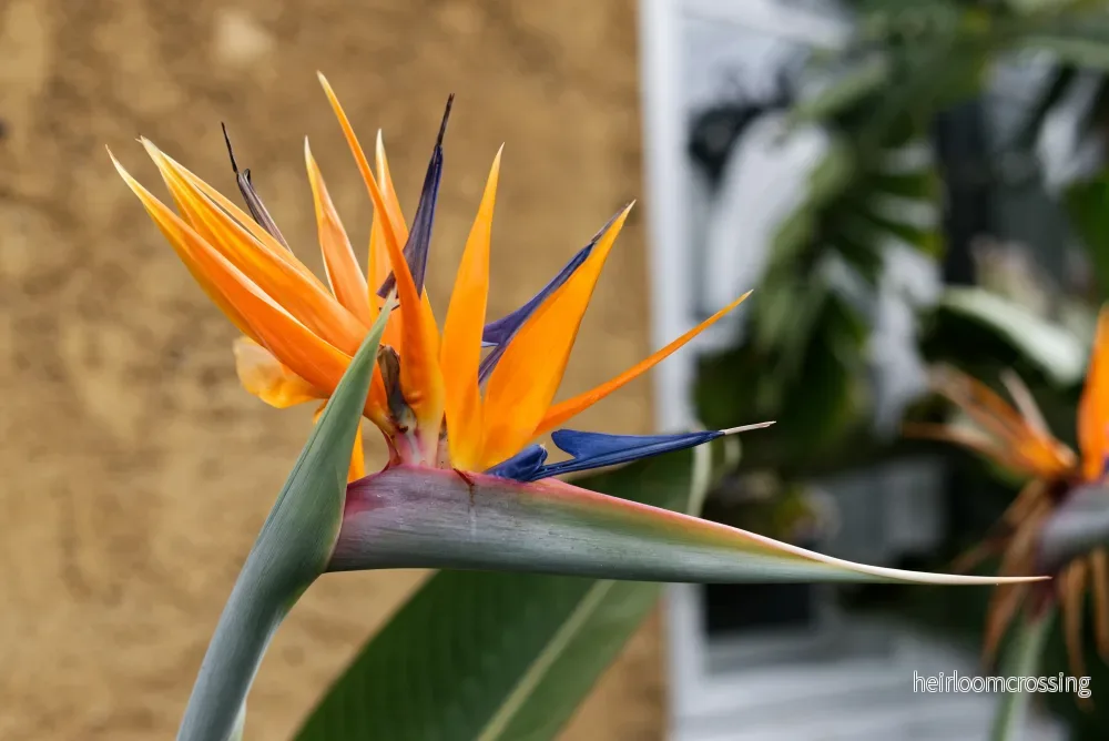 Paradisets blomma (Strelitzia reginae) | frön, 10 st.
