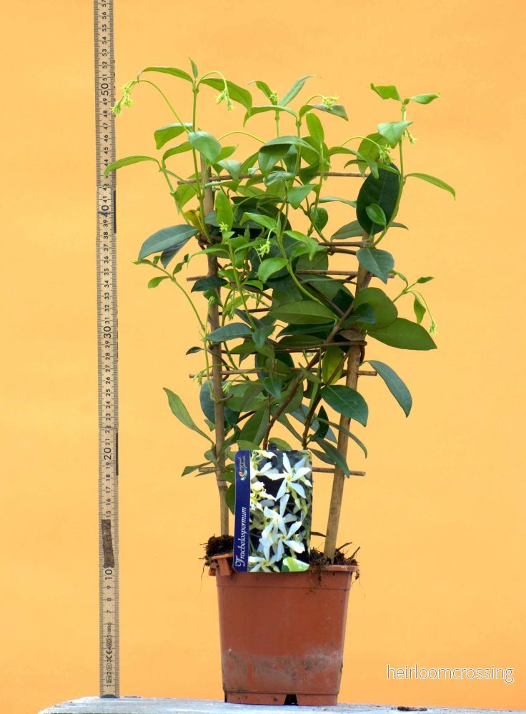 Stjärnjasmin 'Trachelospermum jasminoides' - Bild 3