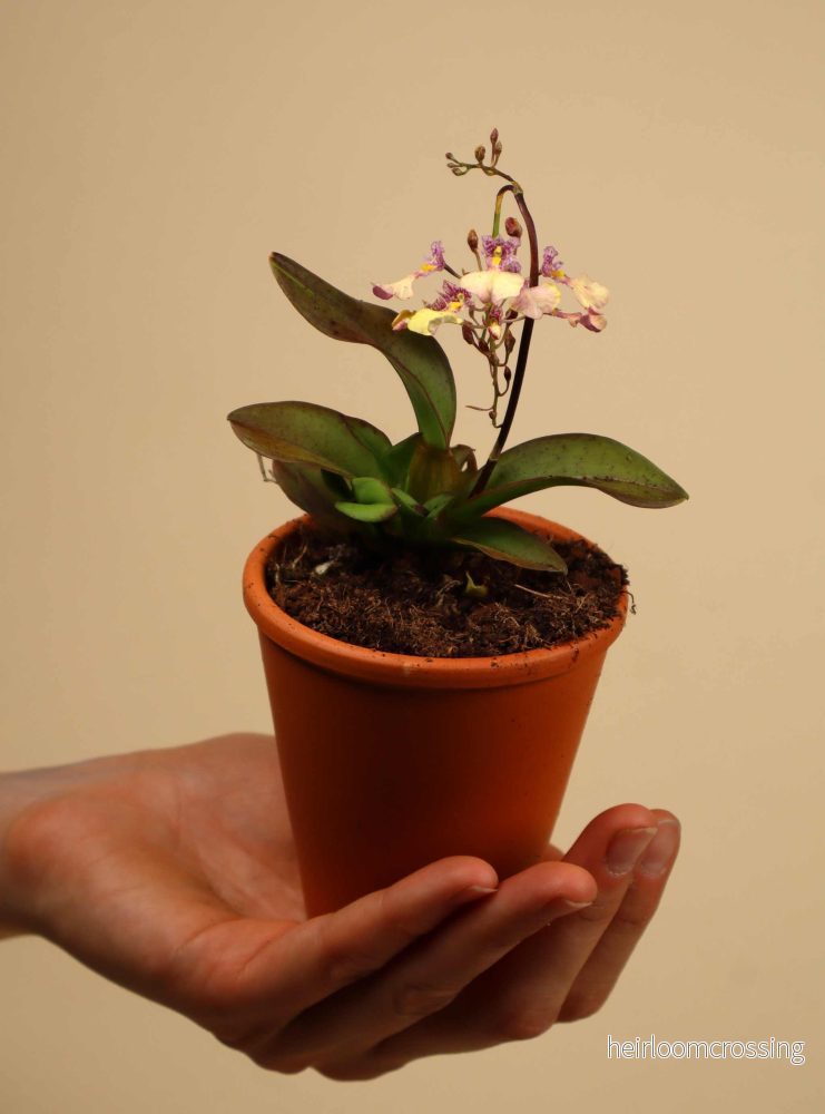 Ionmesa Popcorn (Oncidium) - Bild 2