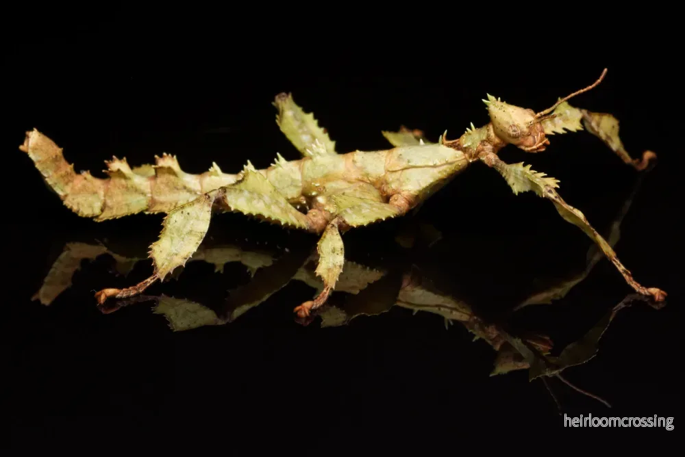 Gårrosgren (Extatosoma tiaratum) - Bild 3