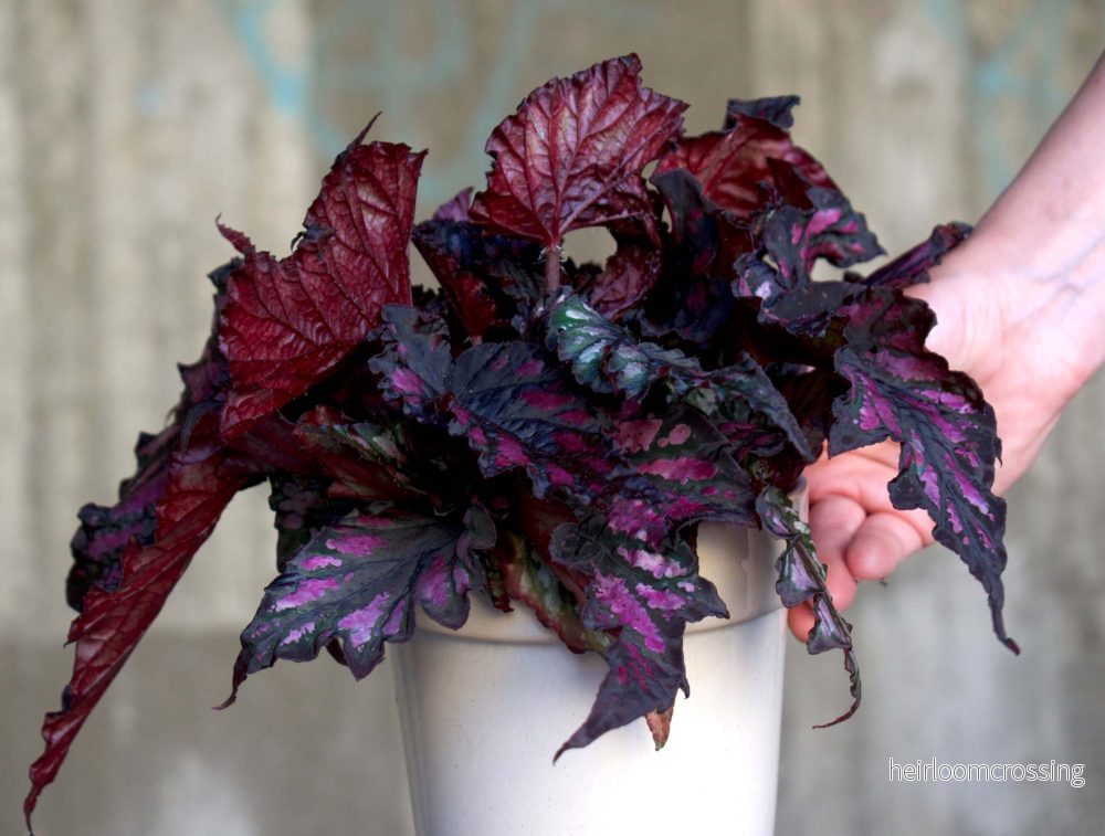 Begonia Rex "Red Black" - Bild 2