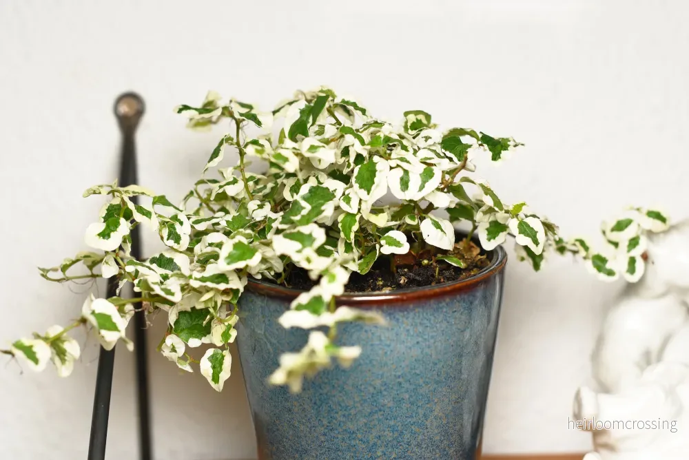 Hängande fikon (Ficus pumila "variagata") - Bild 2