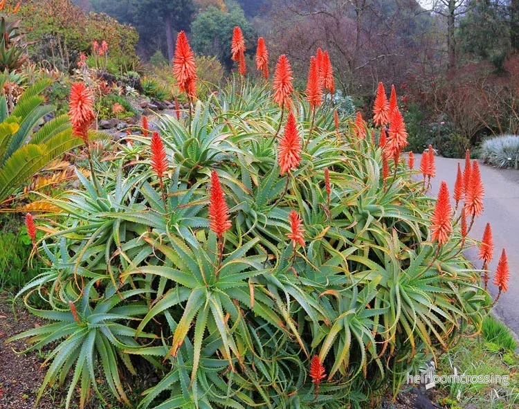 Grenad Aloe (Aloe arborescens) | plantera