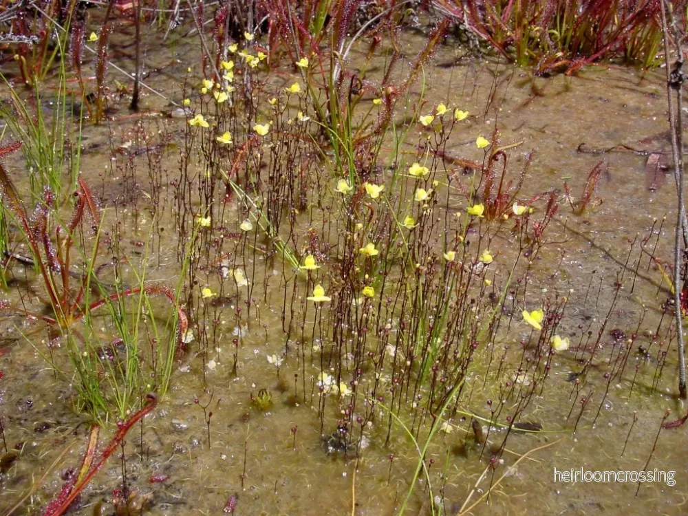 Finblommig blåsört (Utricularia subulata) | frön, 20 st.