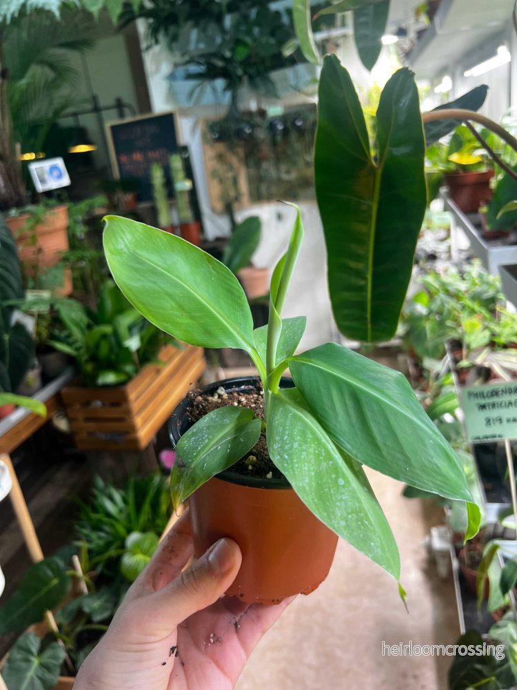 Bananplanta Giant Cavendish 'GAL'