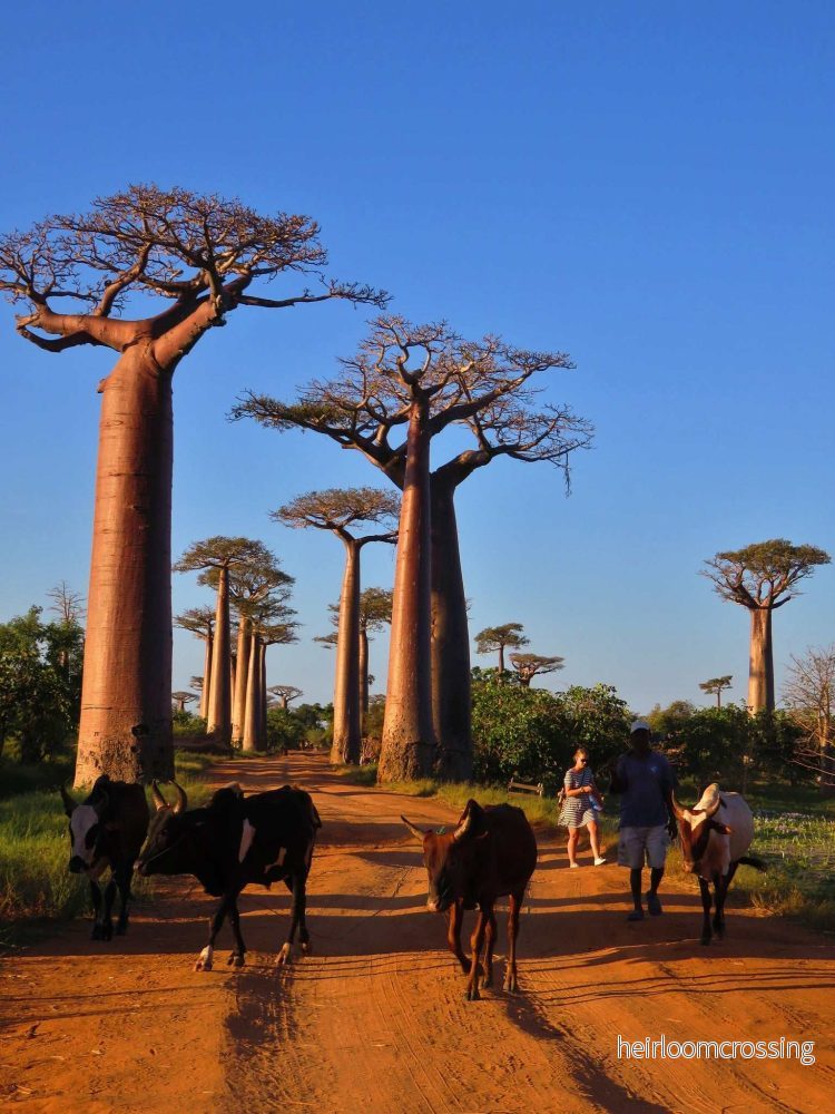 Adansonia grandidieri | Jättebaobab - Bild 2