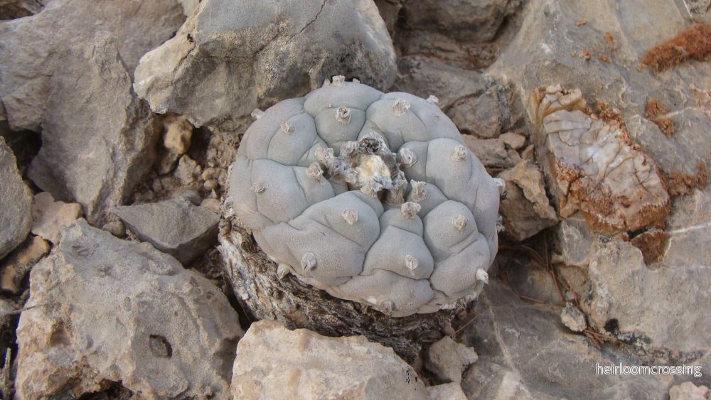 Lophophora williamsii | Peyote - Bild 2