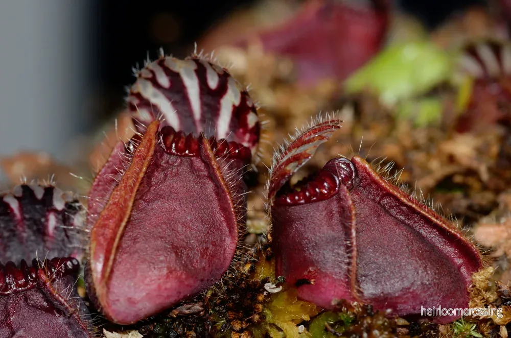 Australisk kannaväxt (Cephalotus follicularis)