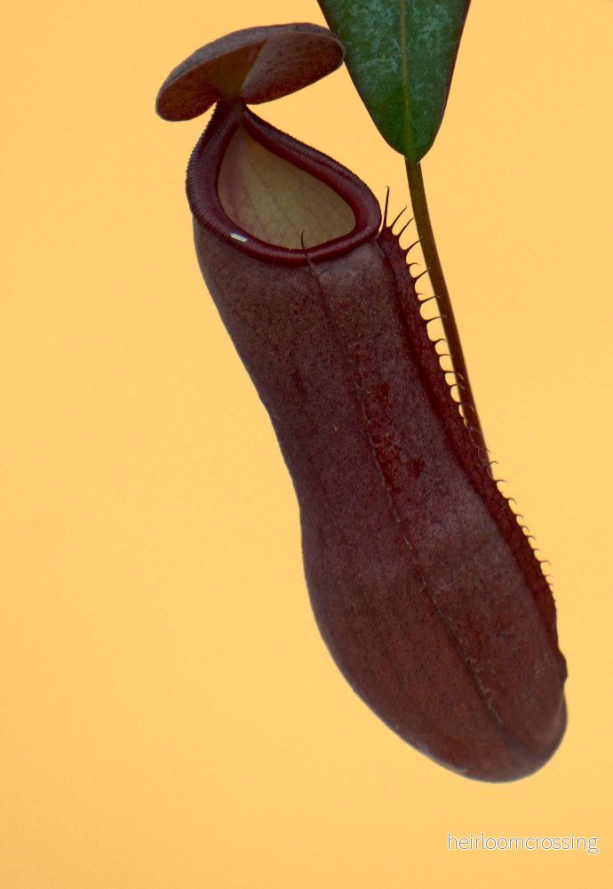 Nepenthes alata 'kannranka' - Bild 3