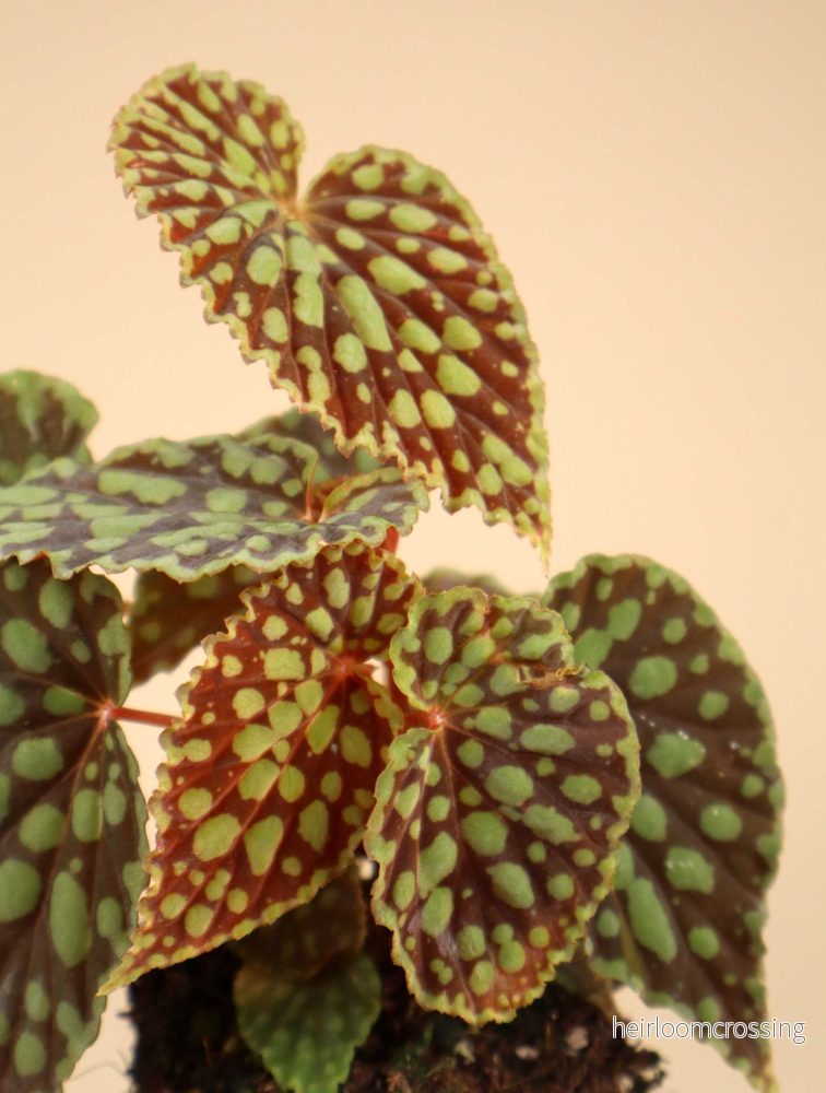 Begonia chlorosticta - Bild 2