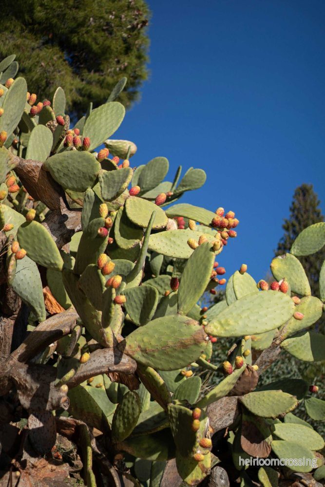Fikonkaktus, Opuntia Ficus Indica (Ätbara frukter) Fikonkaktus, Opuntia Ficus Indica (Ätbara frukter)
