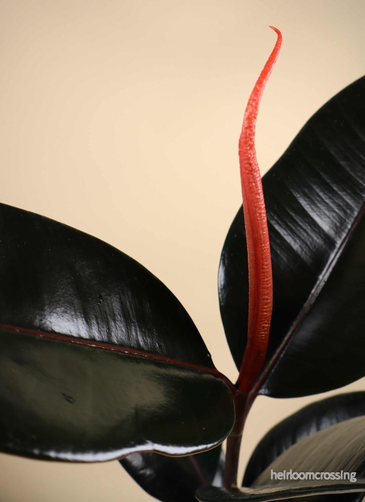 Ficus elastica "Abidjan" | Fönsterfikus - Bild 2