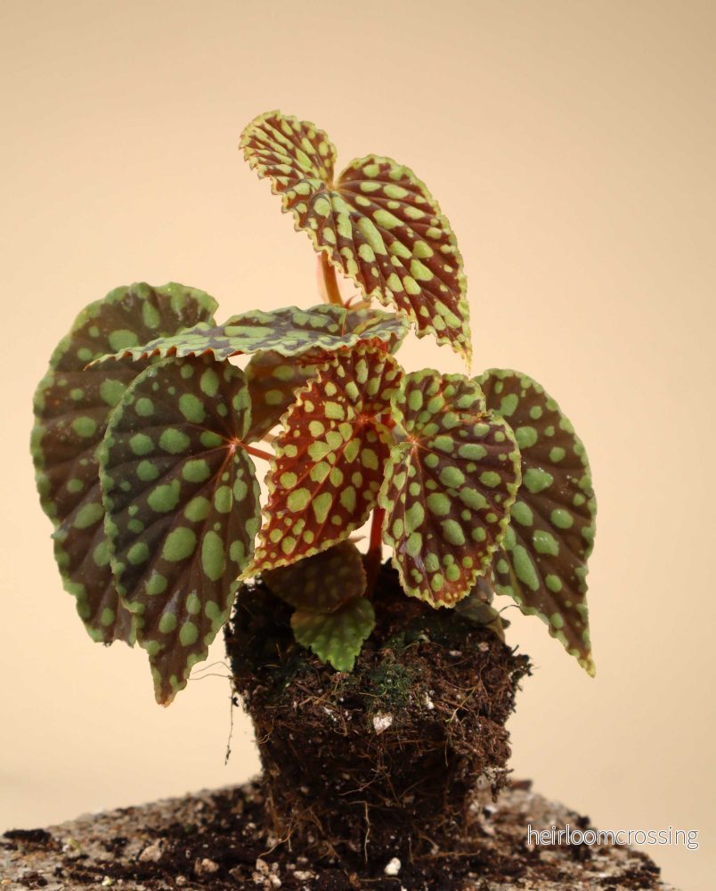 Begonia chlorosticta