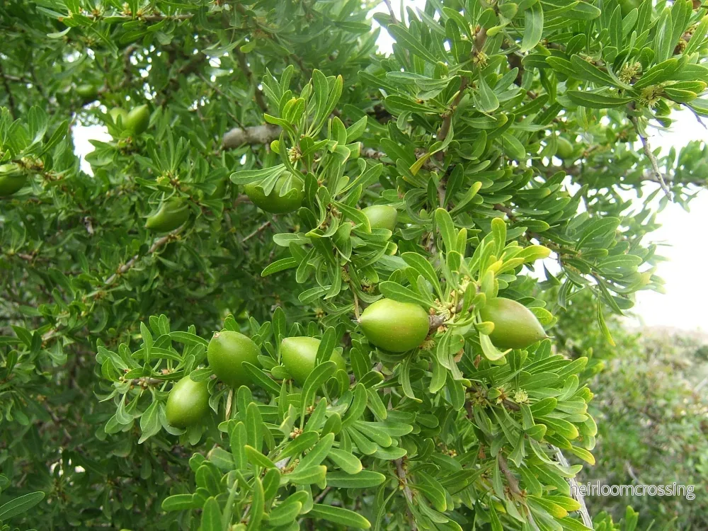 Arganträd (Argania spinosa) | frön, 5 st. - Bild 3