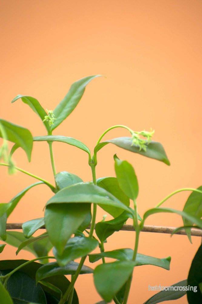 Stjärnjasmin 'Trachelospermum jasminoides' - Bild 2