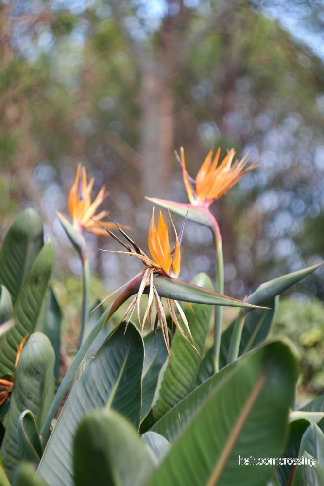 Papegojblomma 'Strelitzia reginae' - Bild 3