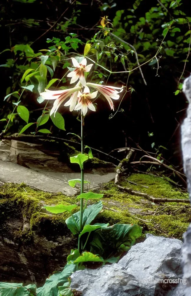 Jättenunneört (Cardiocrinum giganteum) | växt Jättenunneört (Cardiocrinum giganteum) | växt