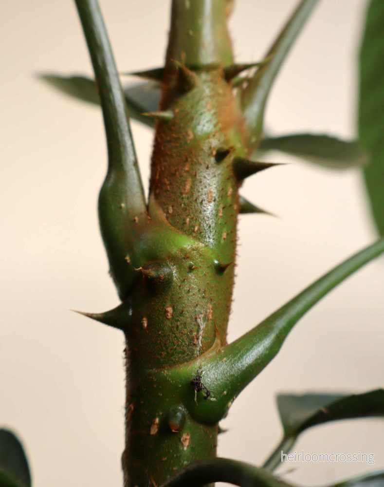 Trevesia burckii - Bild 2