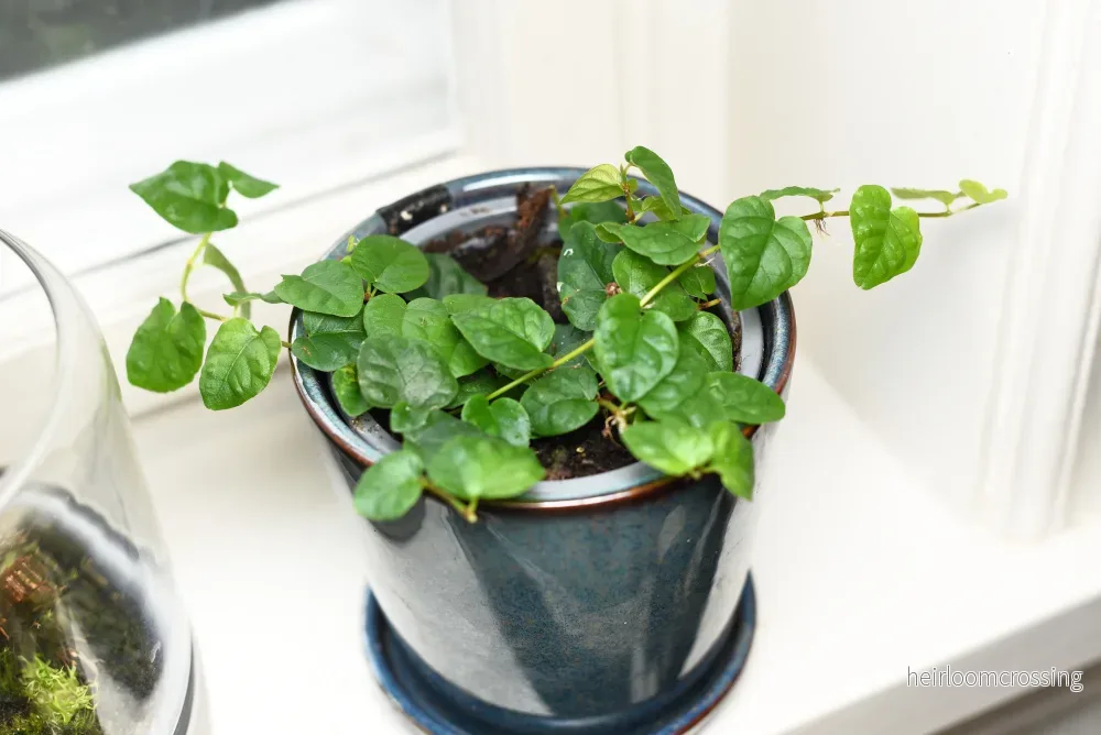 Hängande fikon (Ficus pumila)