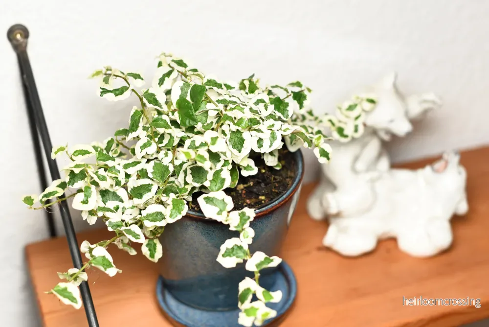 Hängande fikon (Ficus pumila "variagata")