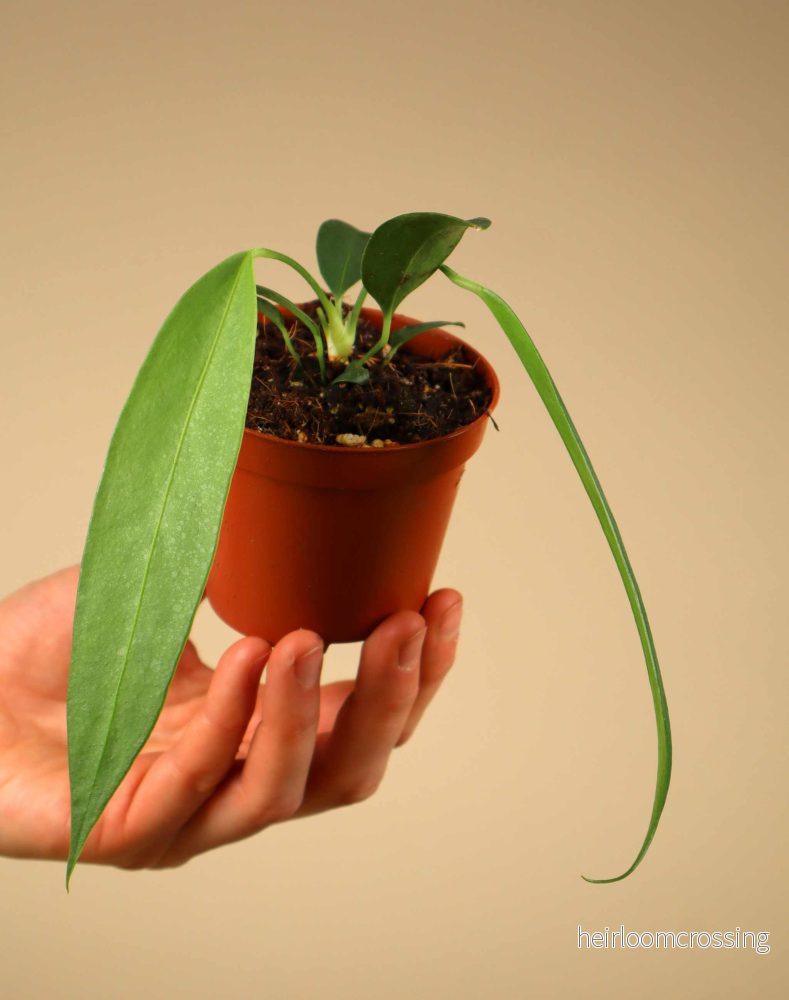 Anthurium wendlingeri Anthurium wendlingeri