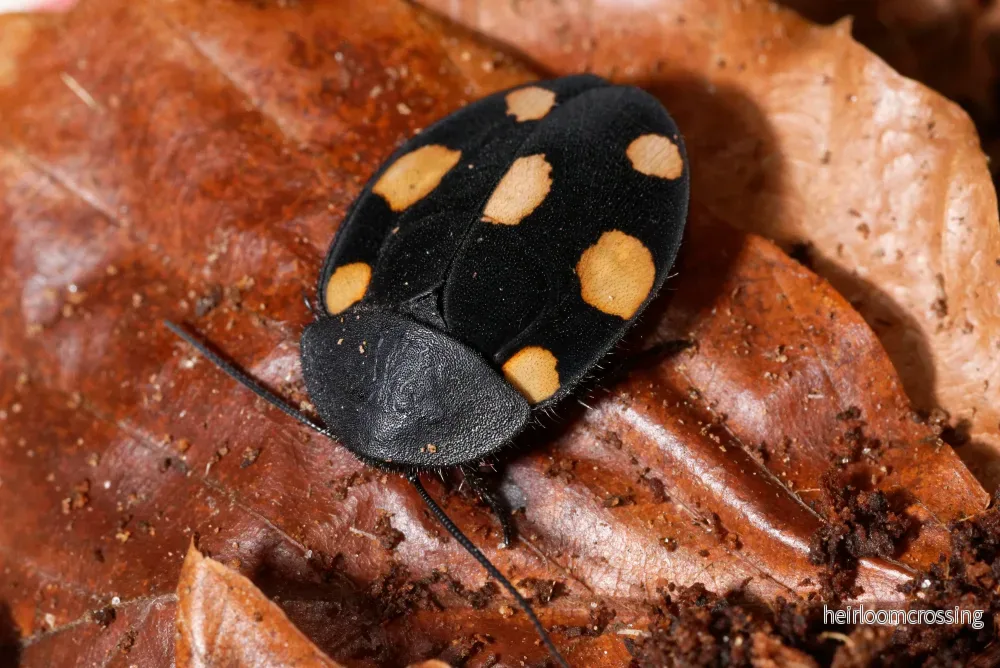 Orange domino kackerlacka (Therea regularis) | 12 st.