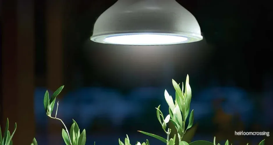 Växtbelysning LED-lampa 18 W Nelson Garden med kabel Växtbelysning LED-lampa 18 W Nelson Garden med kabel