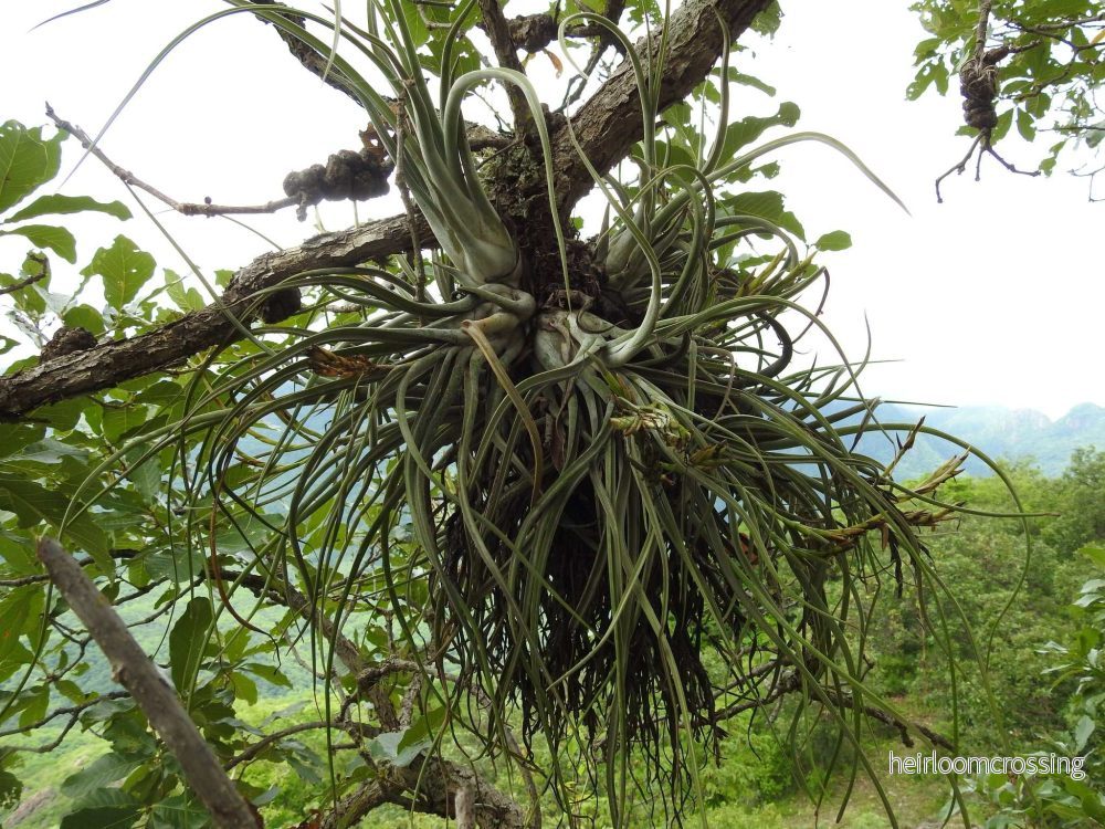 Tillandsia caput-medusae - Bild 2