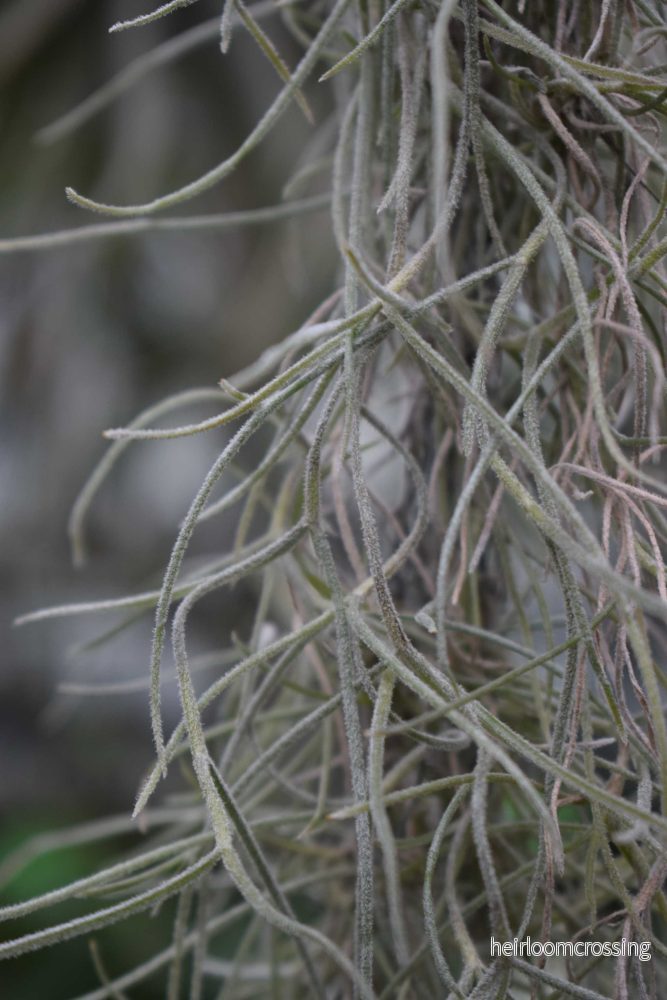 Tillandsia usneoides 'Spansk mossa' - Bild 2