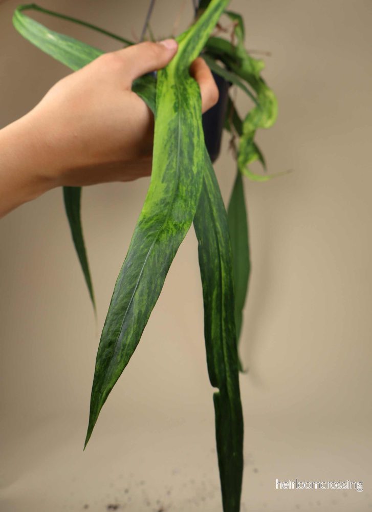 Anthurium vittariifolium variegata
