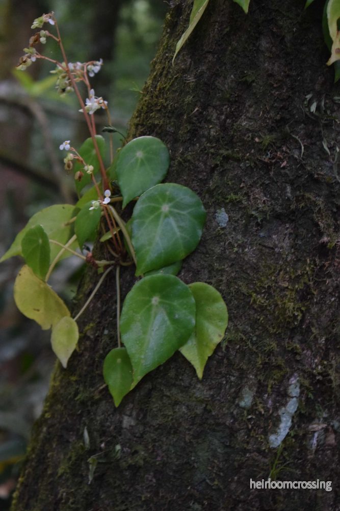 Begonia conchifolia - Bild 3