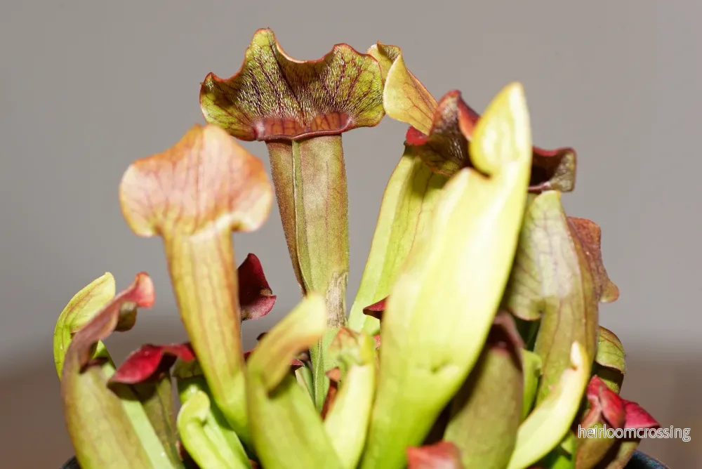 Flugtrumpet (Sarracenia x Maroon) - Bild 2