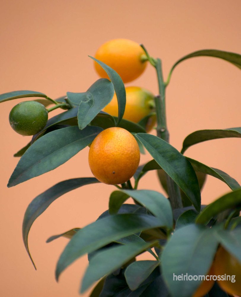 Kumquat (citrus japonica) - Bild 3
