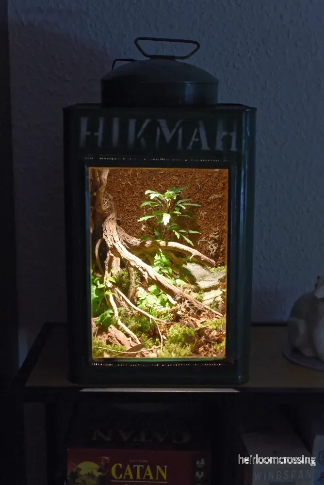 Skogsterrarium - Bild 2