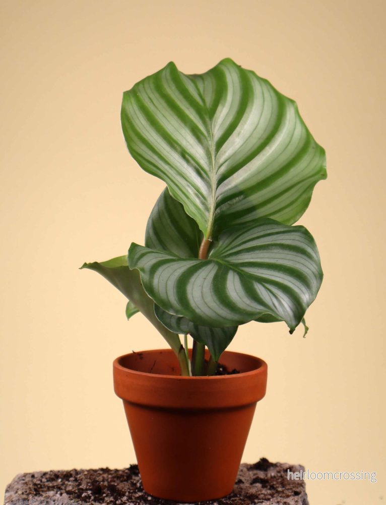 Calathea orbifolia Calathea orbifolia