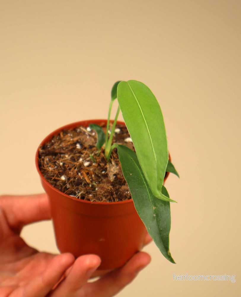 Anthurium wendlingeri - Bild 2