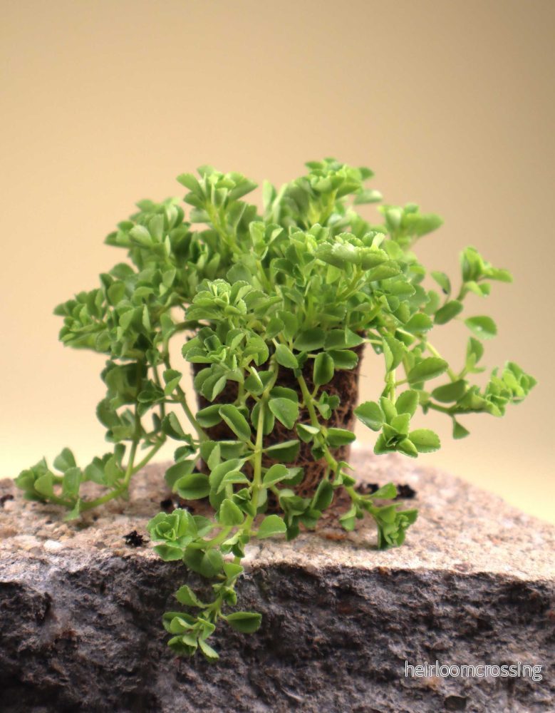 Pilea depressa