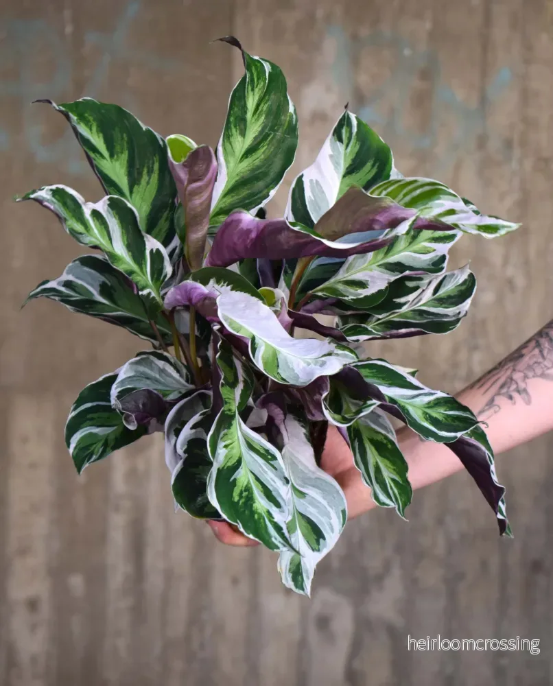 Calathea 'White Fusion'